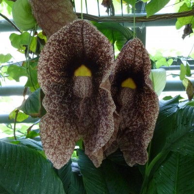 Tamara van de Ven Paauwe